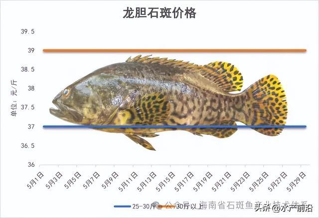 高价鱼!这7条石斑都涨价了!最高235元/斤