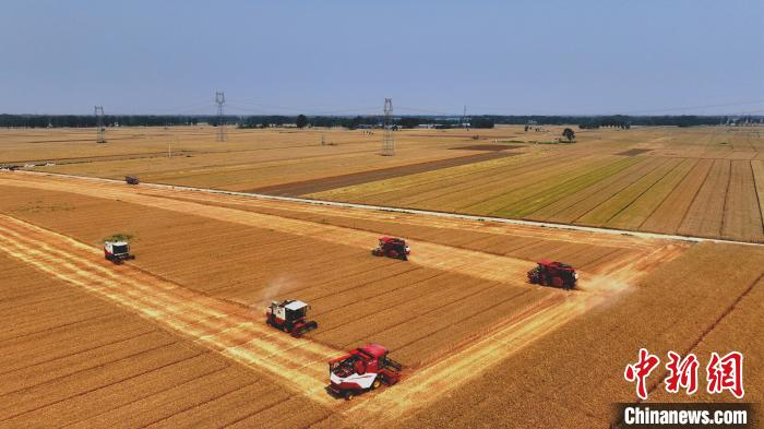 近日,河北省衡水市阜城县42.3万亩小麦陆续进入收割期.