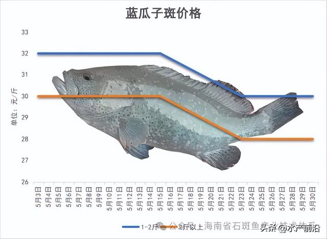 高价鱼!这7条石斑都涨价了!最高235元/斤