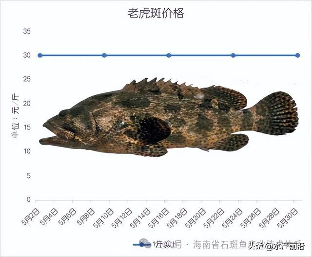 高价鱼!这7条石斑都涨价了!最高235元/斤