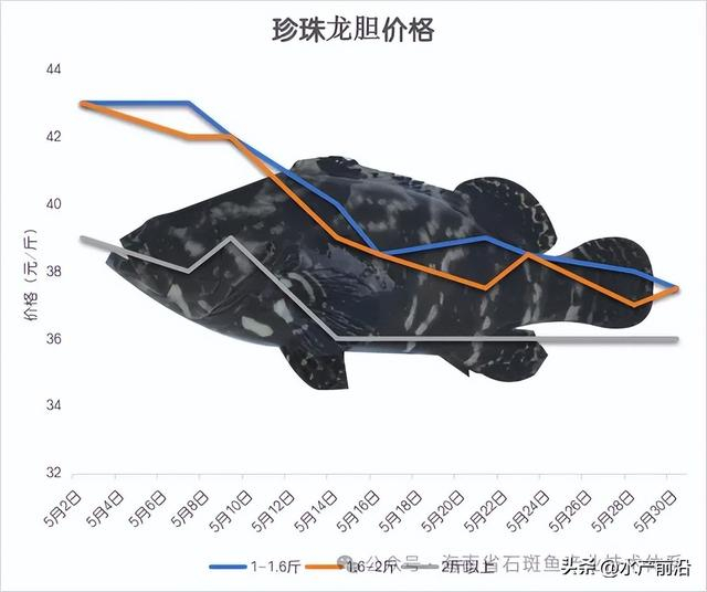 季节性因素以及市场情绪的影响,石斑鱼价格可能会出现波动
