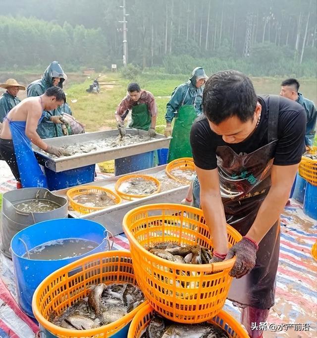 龙虾好价！东莞养户肉类鳜平均值亩赚5万，是不是努力做到？