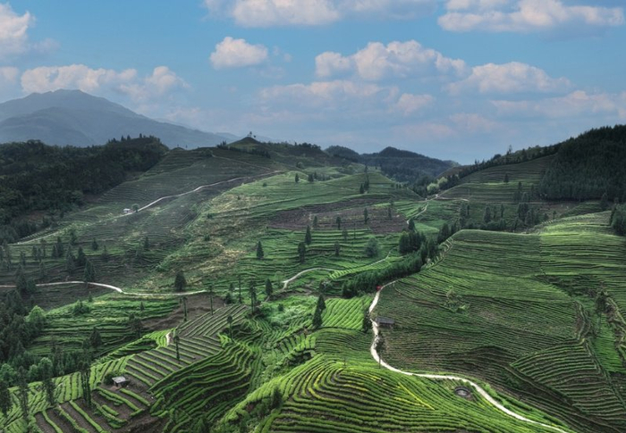 科学技术部定点帮扶 宜宾屏山高质量发展迸发强劲动能