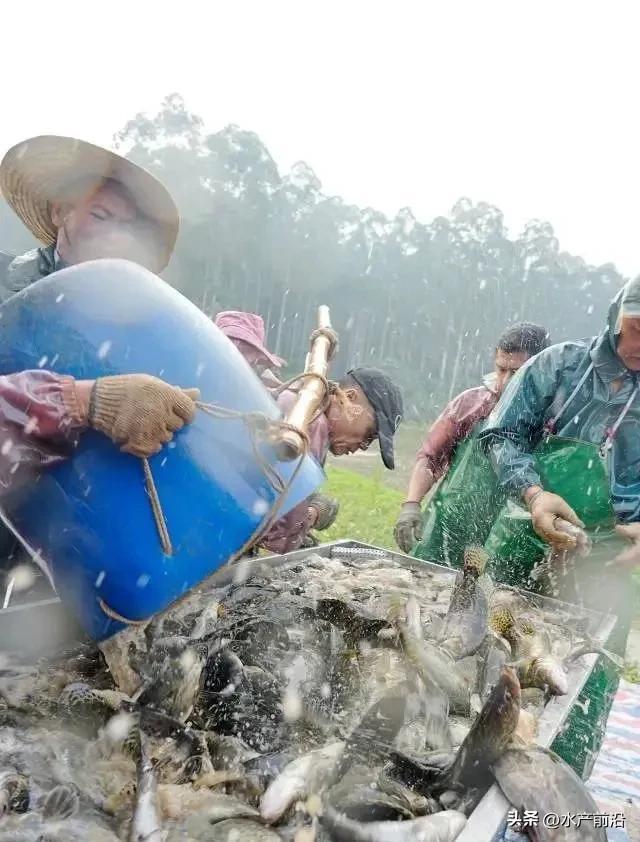 龙虾好价！东莞养户肉类鳜平均值亩赚5万，是不是努力做到？(图3)