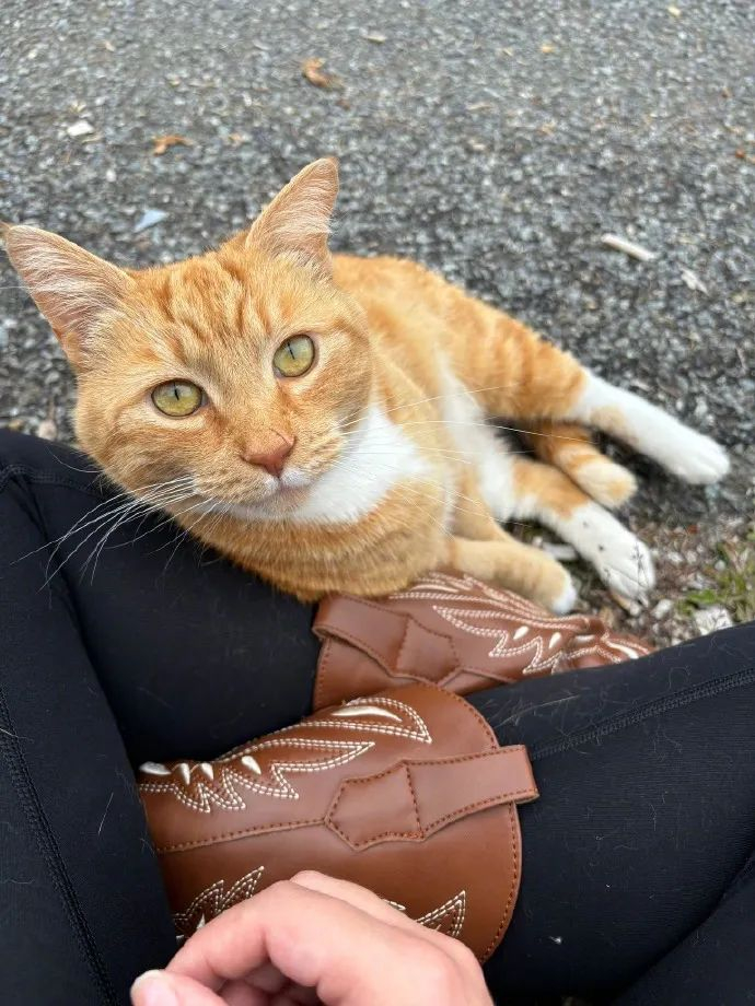 路上遇到一只橘猫,非常黏人,一靠近,就被它的眼神迷倒!