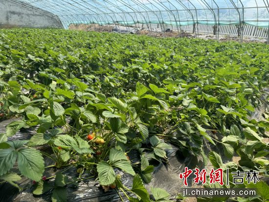 安图县委宣传部/供图走进白河村的草莓大棚,一股清甜的草莓香气扑鼻