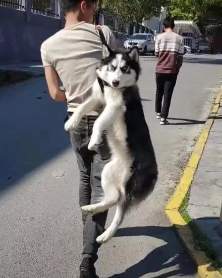 男子出门遛二哈,结果回来时狗竟然是用提的,笑喷了!