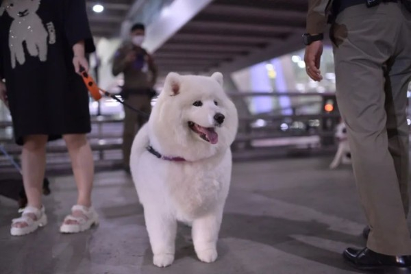 上海人出国旅游已经next level|狗_新浪新闻