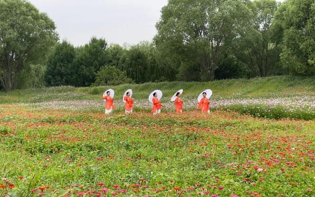 羊山景区花海基地位于景区三十六计主题岛屿内,总占地面积300余亩