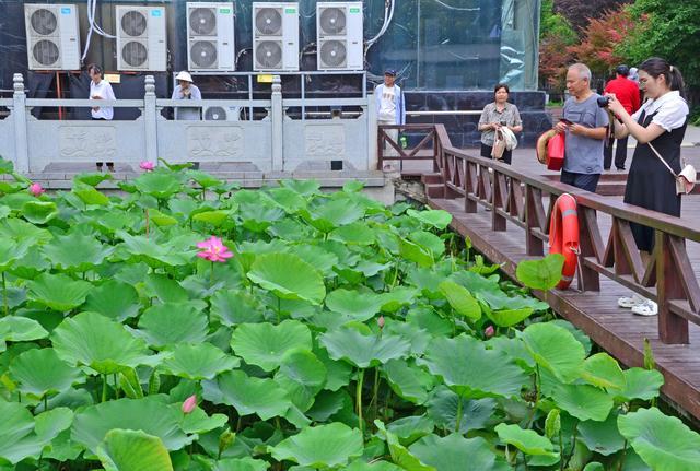 曲周莲花湖公园图片