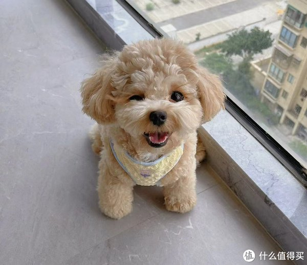 懒人适合养什么类型的宠物狗?|狗|泰迪犬|吉娃娃_新浪新闻