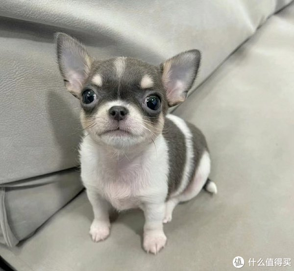 懒人适合养什么类型的宠物狗?|狗|泰迪犬|吉娃娃_新浪新闻