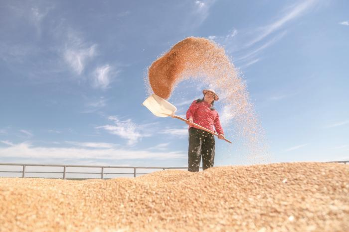 农民抢抓农时收割小麦,并及时晾晒,确保颗粒归仓