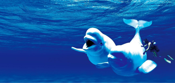 海水体量近30000立方,汇集领航鲸,白鲸,花鲸,海豚等20余种,200多头