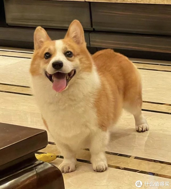 公认"好养"的十种狗,乖巧懂事,适合家养