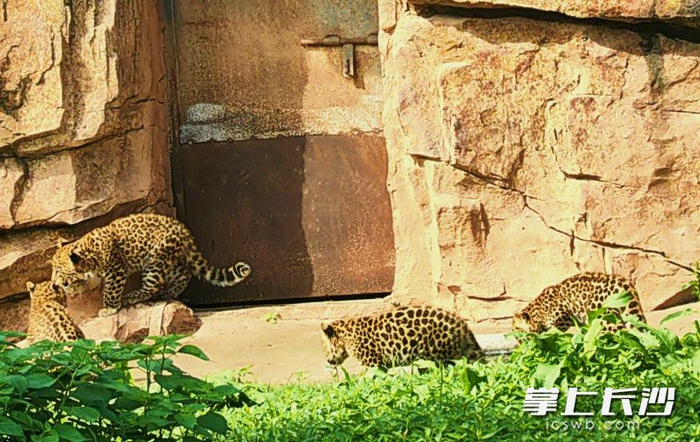 组图 | 动物园"仙儿"喜生四胞胎 金钱豹宝宝端午迎客