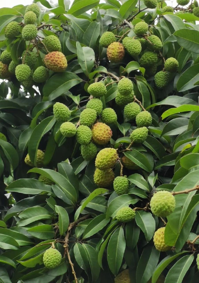 广州增城:仙进奉荔枝6月底上市 预售势头良好|广州市|荔枝树_新浪新闻