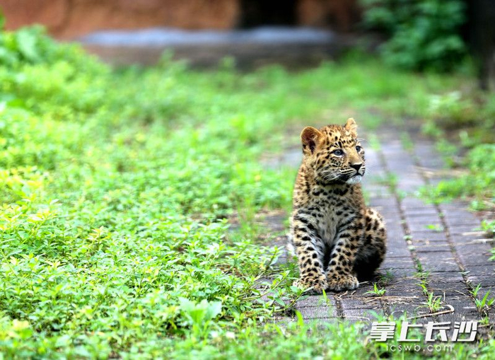 组图| 动物园"仙儿"喜生四胞胎 金钱豹宝宝端午迎客|长沙市|四胞胎