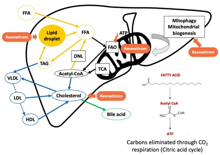 ▲Resmetirom作用机制（图片来源：Madrigal Pharmaceuticals官网）