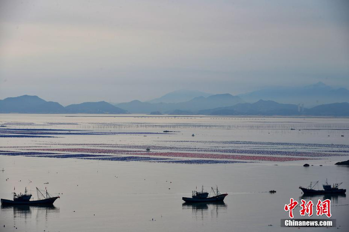 6月7日,福建省连江县定海湾海域的"海上粮仓"风光如画.