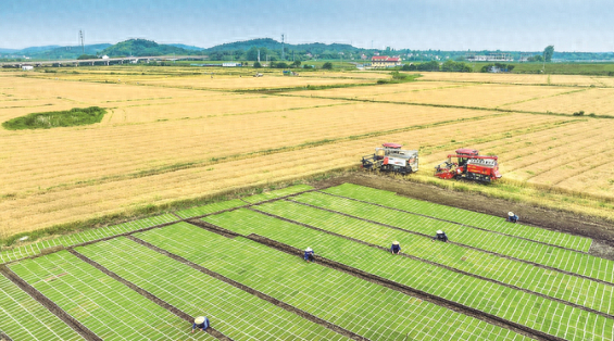 江苏省南京市溧水区晶桥镇笪村"麦稻同框"美景.