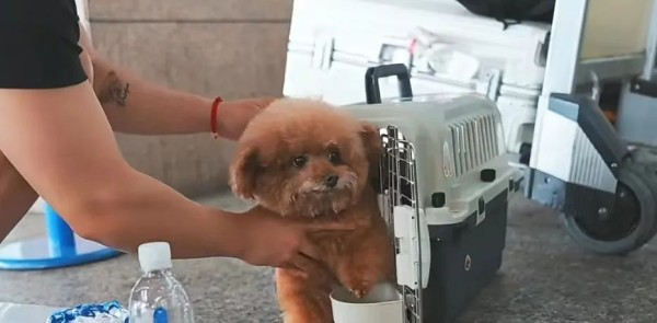 上海人出国旅游已经next level|狗_新浪新闻