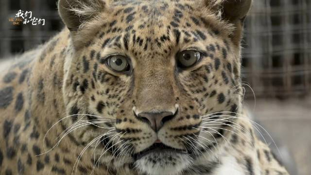 天下第一胖豹子,四川攀枝花动物园养出现实版"豹警官",伙食太好