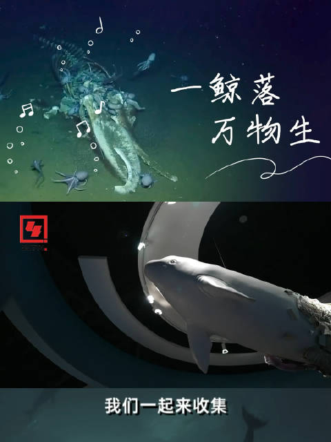 一鲸落而万物生