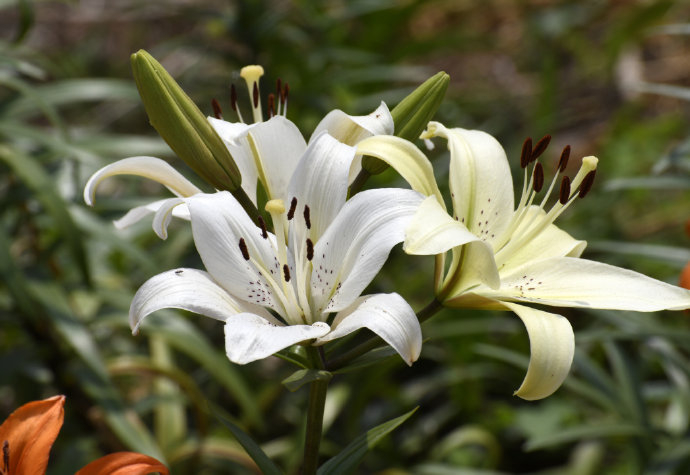 盛放的百合花有着油画般质感