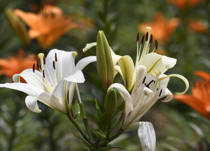 盛放的百合花有着油画般质感