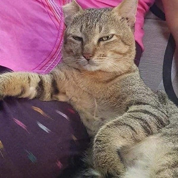 有奶奶在身边,猫姿势和表情都变得好嚣张(wang wen hu)