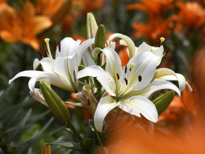 盛放的百合花有着油画般质感