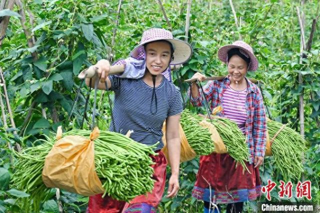 广西融水:豆角丰收助农添富路|广西|邓小坤|助农_新浪新闻