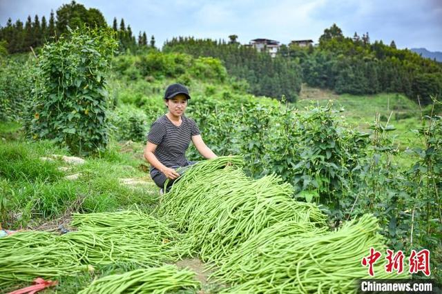 广西融水:豆角丰收助农添富路|广西|邓小坤|助农_新浪新闻
