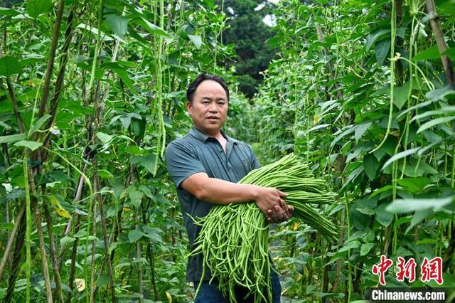 广西融水:豆角丰收助农添富路|广西|邓小坤|助农_新浪新闻