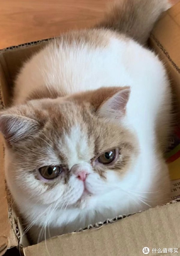 猫有泪痕怎么办?