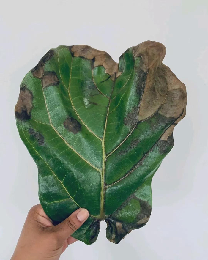 了解盆栽植物积水烂根的原理,少养死很多花|琴叶榕|氧气|土壤|养花|根系_新浪新闻