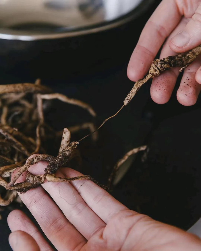 了解盆栽植物积水烂根的原理,少养死很多花|琴叶榕|氧气|土壤|养花|根系_新浪新闻