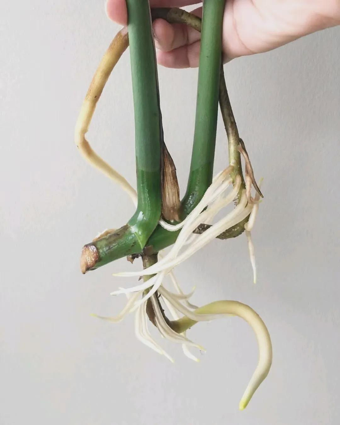 了解盆栽植物积水烂根的原理,少养死很多花|琴叶榕|氧气|土壤|养花|根系_新浪新闻