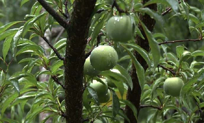 册亨县观音村:蜂糖李"甜蜜"上市