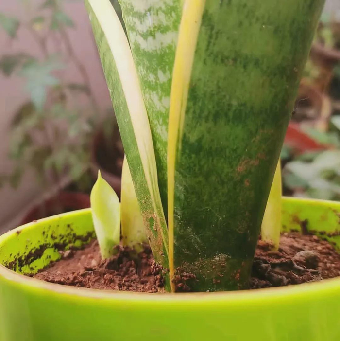 了解盆栽植物积水烂根的原理,少养死很多花|琴叶榕|氧气|土壤|养花|根系_新浪新闻