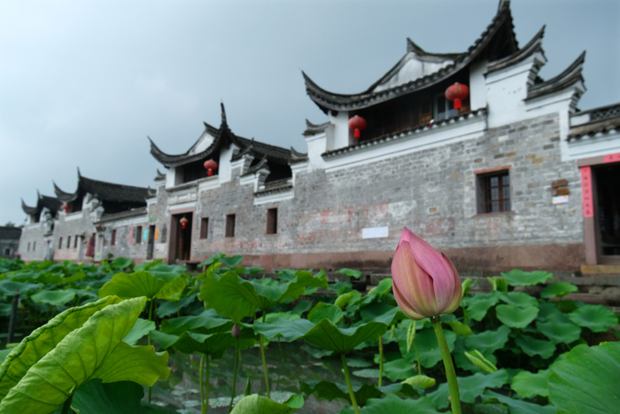 鄞州区走马塘古村荷池泛起新绿。记者 胡龙召 摄