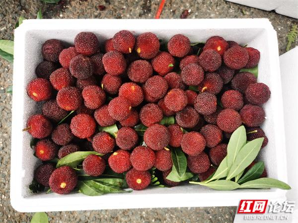 满口爆汁的靖州杨梅,一嘴下去全是夏天的味道