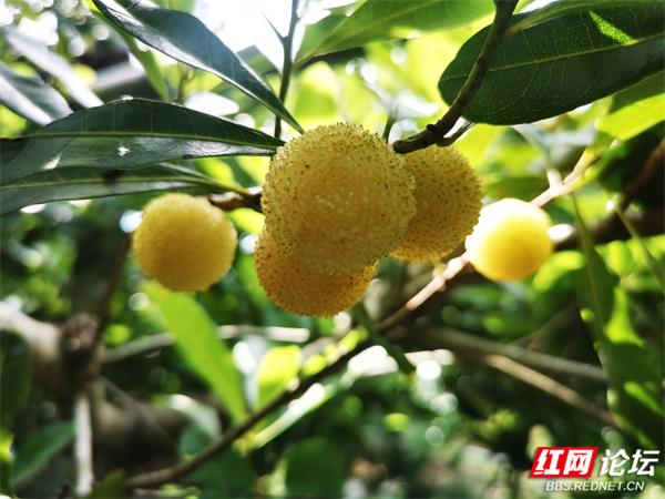 满口爆汁的靖州杨梅,一嘴下去全是夏天的味道