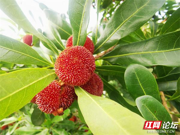 满口爆汁的靖州杨梅,一嘴下去全是夏天的味道