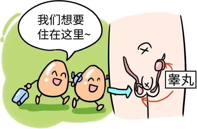 在孩子幼时应关注生殖器发育,若摸到阴囊内无睾丸或位置