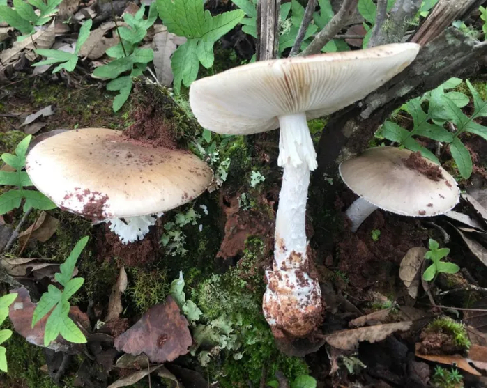 广西|毒蘑菇|广东_新浪新闻