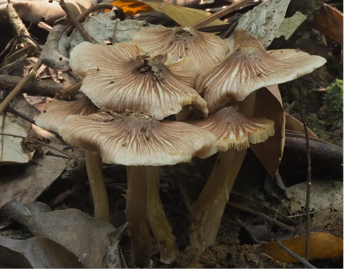 广西|毒蘑菇|广东_新浪新闻