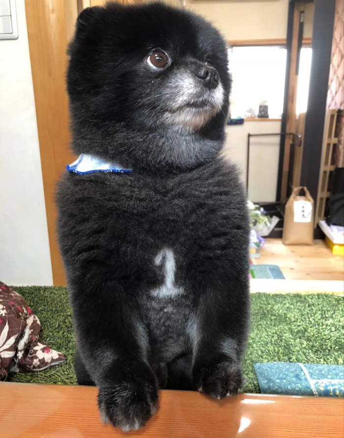 黑色小博美长得超像小熊不说,胸口还自带一个"1"!