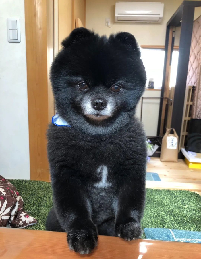 黑色小博美长得超像小熊不说,胸口还自带一个"1"!